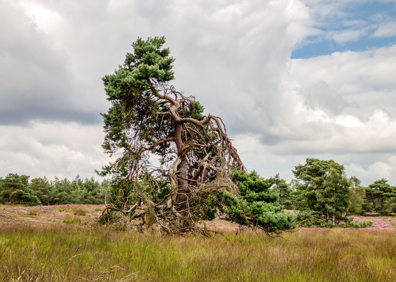 Hanzesteden in Gelderland